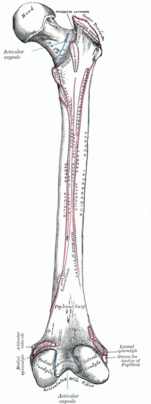 Oberschenkelknochen: Anatomie, Winkel, Erkrankungen