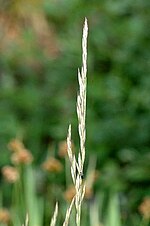 Thumbnail for File:Festuca.rubra.jpg