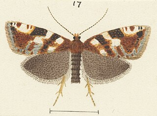 <i>Harmologa speciosa</i> Species of moth