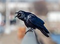 Image 42Fish crow cawing in Red Hook, Brooklyn