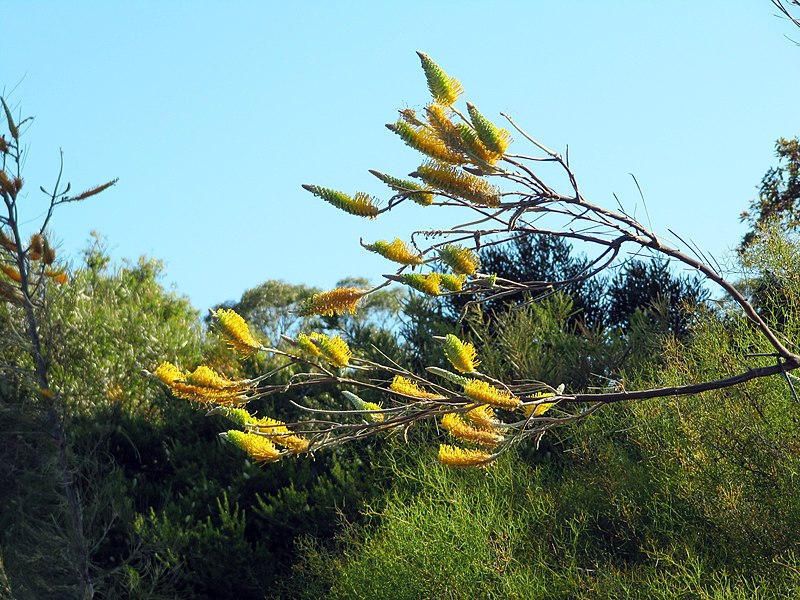 File:Fleurs jaunes inconnues.JPG