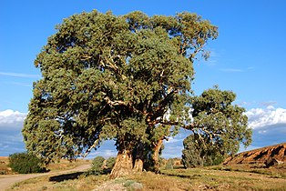 Eucalyptus camaldulensis (River Red Gum)