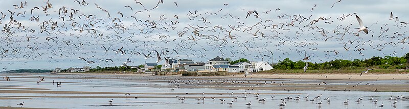 Large flock of gulls in Cape May, New Jersey