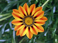 Påfågelblomster (Gazania)