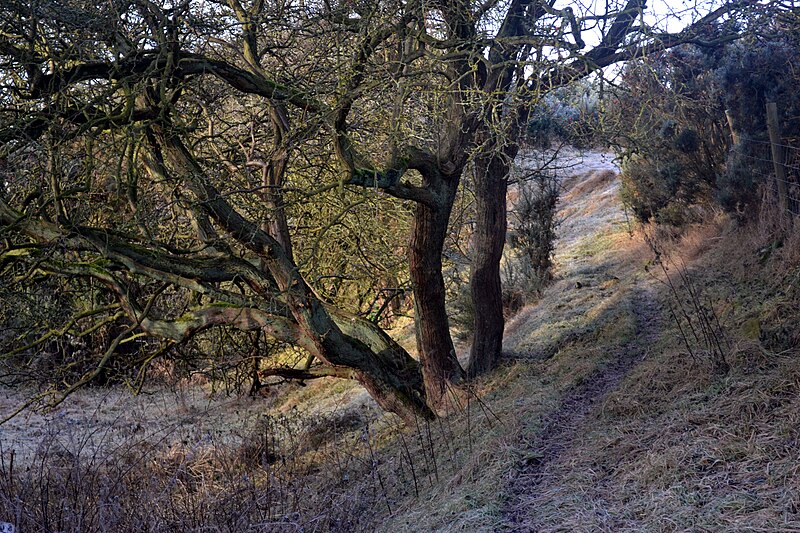 File:Footpath from Swarth Hill - geograph.org.uk - 3257285.jpg