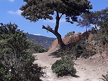 Trekking route 14 in Zerfenti (Ethiopia) Footpath in Zerfenti - at the back Rufa'el church.jpg