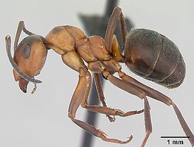 Северный лесной муравей (Formica aquilonia)