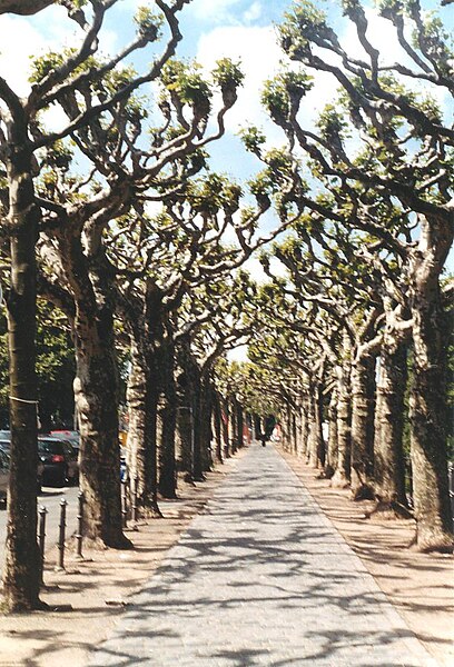 File:Frankfurt Sachsenhaeuser Ufer Allee.jpg