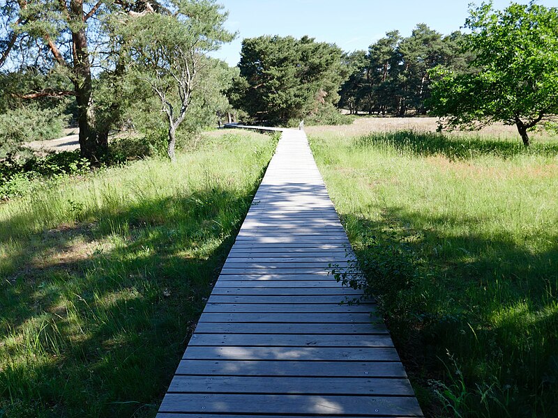 File:Frankfurt am Main, Schwanheimer Dünen 2.jpg