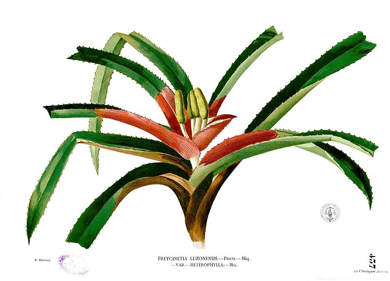 File:Freycinetia cumingiana Blanco2.437.jpg