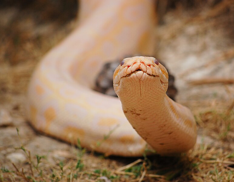 File:Friendly python (5466310296).jpg