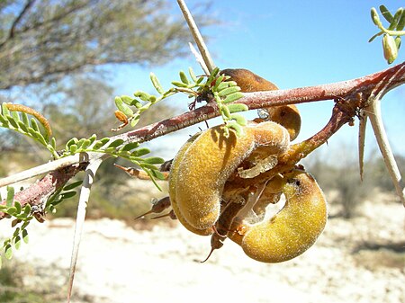 Prosopis tamarugo