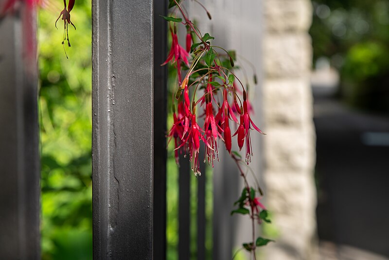 File:Fuchsia magellanica on a metal grid.jpg