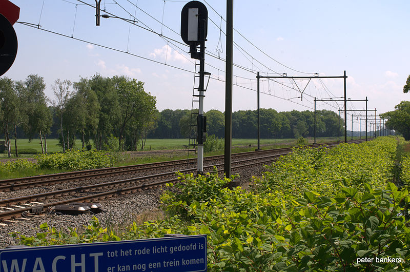 File:GRIENDTSVEENSEWEG DEURNE NL Japanse Duizendknoop Fallopia Japonica 130528.jpg