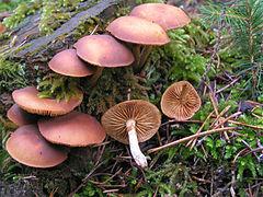 Mushrooms Galerina marginata. Photo by commons:User:Eric Steinert.