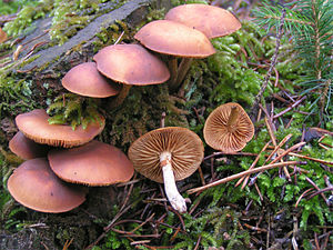 Poison Häubling (Galerina marginata var. Autumnalis)