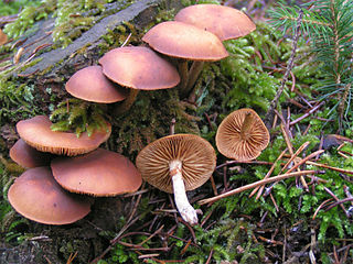 <i>Galerina</i> Genus of saprobic fungi