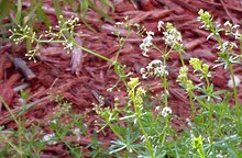 Galium asprellum buds, flowers and seed capsules.jpg