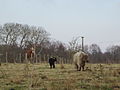 Freilebende Galloway Rinderherde der Stiftung Naturschutz in Nordhastedt-Westerwohld