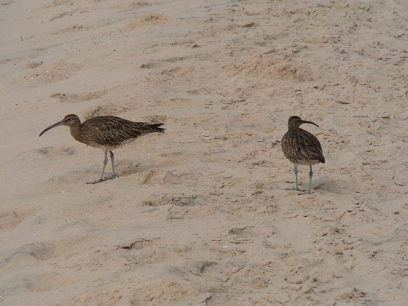 File:GambiaKoliliBeach078 (5425648501).jpg