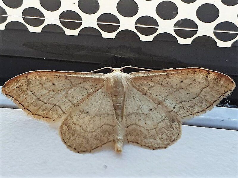 File:Geometridae - Idaea aversata - 2.jpg