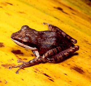 <i>Gephyromantis granulatus</i> Species of amphibian