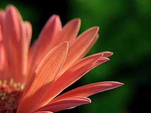 Gerber Daisy.jpg