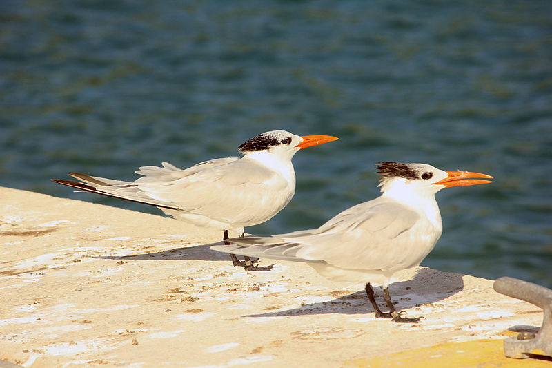 File:Gfp-royal-tern.jpg