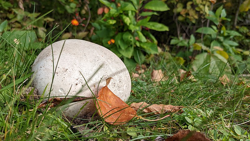 File:Giant puffball (52400978017).jpg