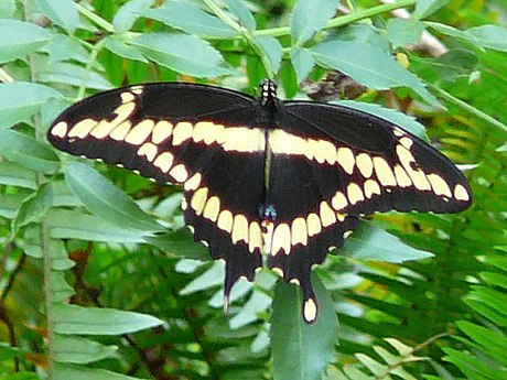 Papilio cresphontes