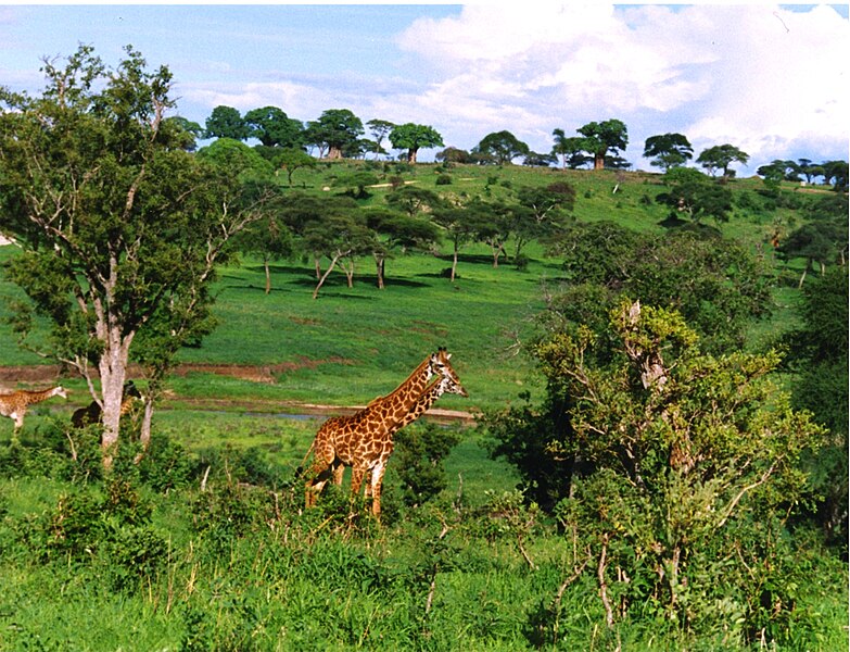 File:Giraffe in tanzania.jpg