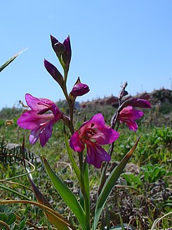 Gladiolus illyricus1.jpg