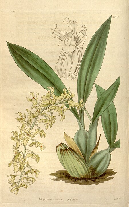 Gomesa planifolia