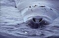 Bowhead whale: Breathing holes