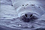 Blowholes of a bowhead (Balaena mysticetus)