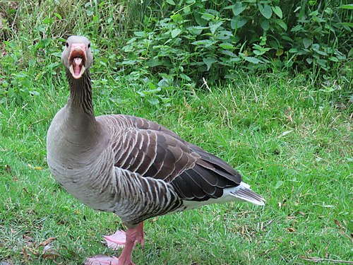 Graugans warnt vor Näherkommen