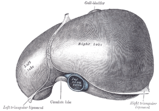 <span class="mw-page-title-main">Left triangular ligament</span>