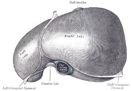 The liver, viewed from above, showing the left and right lobes separated by the falciform ligament