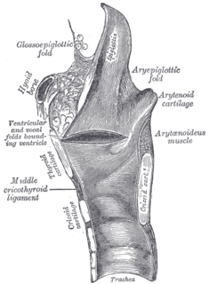 Laryngeal cavity