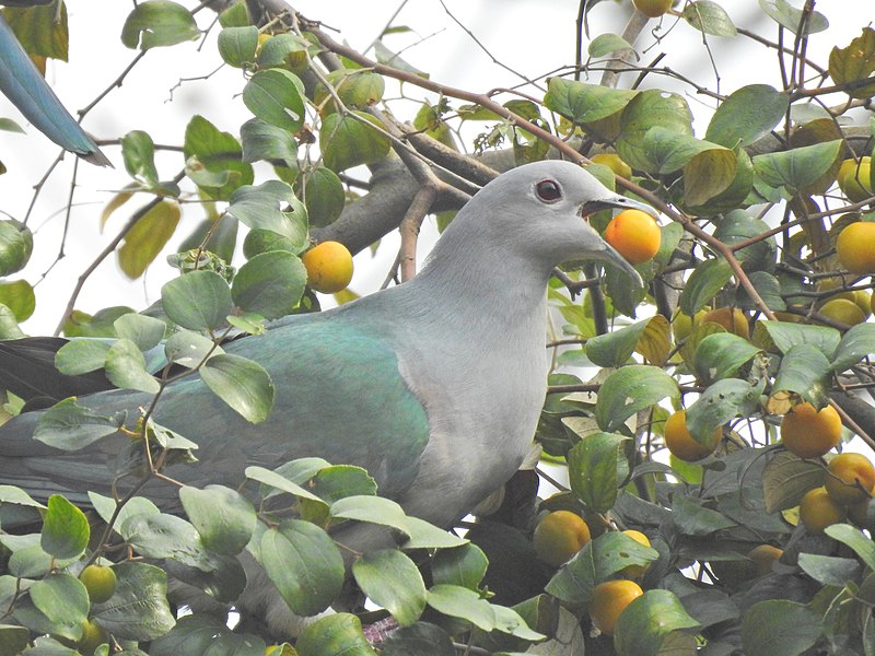 File:Green Imperial Pigeon Zizyphus DSCN7402.jpg