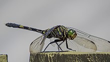 Green Skimmer (17249184676) .jpg