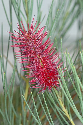 <i>Grevillea oligomera</i> Species of shrub in the family Proteaceae endemic to Western Australia