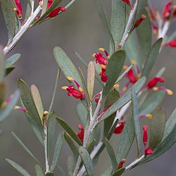 Grevillea pauciflora.jpg