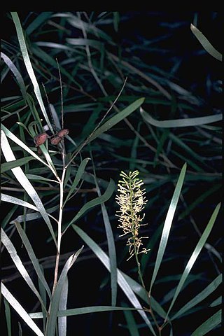 <i>Grevillea psilantha</i> Species of shrub in the family Proteaceae endemic to Western Australia