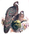 Grey Peacock-Pheasant.jpg