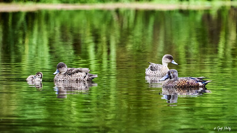 File:Grey Teal And Shoveler (51697357202).jpg