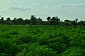 Green plants in Gujba Forest Reserve