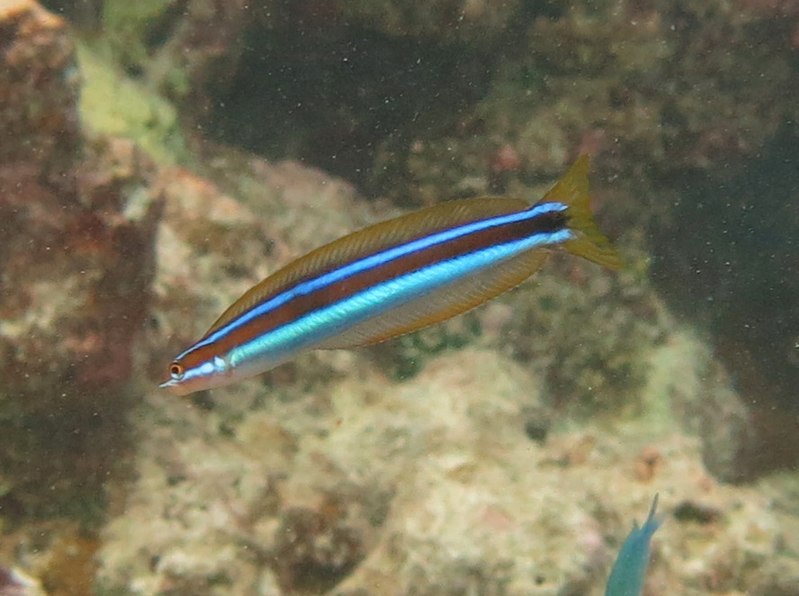 File:Gunnelichthys curiosus Maldives.JPG