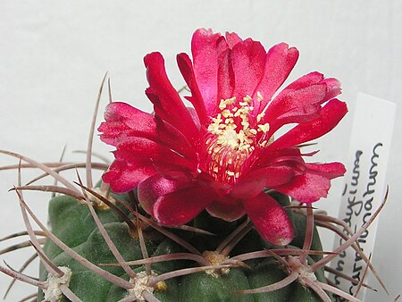 Tập_tin:Gymnocalycium_oenanthemum.jpg