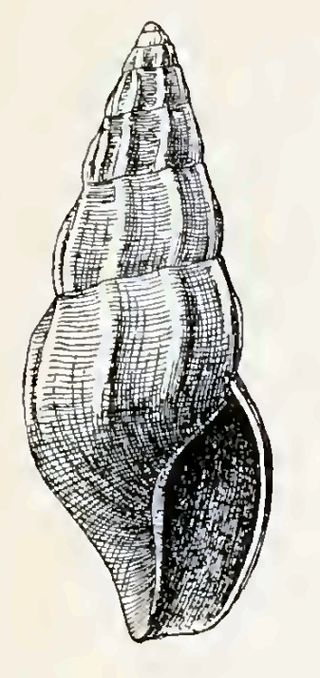 <i>Haedropleura ima</i> Species of gastropod